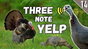 Learn how to TREE CALL from the BEST TEACHER: a REAL WILD HEN TURKEY |Tree  calling 101