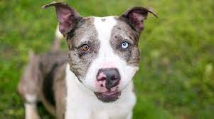 Their name comes from the catahoula lake in central louisiana and their unique spotted coloring. Catahoula Leopard Dog Pitbull Mix Breed Info Puppy Costs More