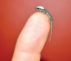 Electric Blue Gecko Care And Breeding Information Reptiles Magazine