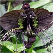 Pin On Orchid And Other