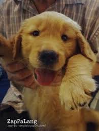 zappalang 我和哈士奇有个约会 the huskitory taman asean melaka golden retriever animals dogs