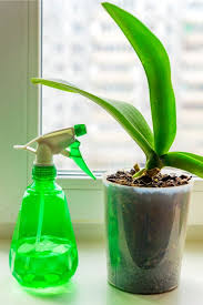 Use a toothpick to punch several small holes in the top of the saran wrap. 6 Ways To Get Rid Of Fungus Gnats In Houseplants For Good Smart Garden Guide