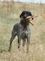Black And White Pointer German Shorthair Pointer Mine Is All Dark Brown With White Chest Legs With Some Spots On Legs His Name Is Augie He S A Hands Dogs Bird Dogs Hunting Dogs