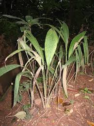 Image result for Curculigo pilosa