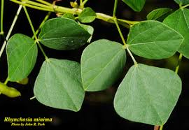 Image result for Rhynchosia