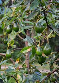 Avocados are tropical trees, so they will prefer a warmer environment with lots of sun. Shop Fast Growing Low Maintenance Tropical Fruit And Spice Trees You Won T Find Anywhere Else Our Unique Collection Of Fruit Avocado Tree Fruit Trees Avocado