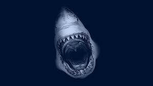 Check spelling or type a new query. Hd Wallpaper Great White Shark Wallpaper Flare
