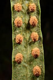 Image result for Pleopeltis macrocarpa