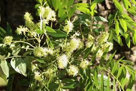 Image result for Ateleia