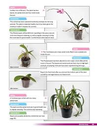 Once you know how to grow orchids, they'll thrive for you, as most are easy to care for. Growing Orchids At Home The Beginner S Guide To Orchid Care Gardening For All