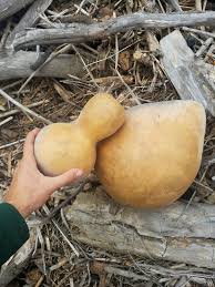 Image result for Lagenaria abyssinica