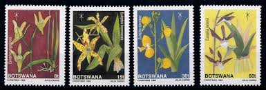 Image result for Eulophia hereroensis