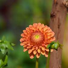 Amy Coetzee On Instagram Orange Flowers Are Bright And Bold And Thus They Are Known To Symbolise Feelings Of Exc Flowers Photography Orange Flowers Flowers