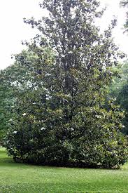 Each of the flower colors also has its own symbolism. Magnolias And Mint Juleps Beautifulgardener