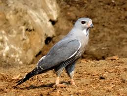 Image result for Scepocarpus hypselodendron