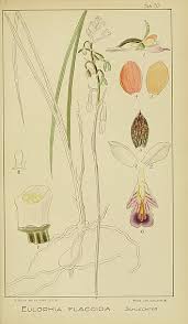 Image result for Eulophia tenella