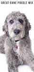 Great Danoodle Dog Breed Information and Pictures