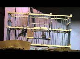 otomatik kus yakalama kafesi yakalama video cage ladder