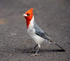 Male plumage is bright red and the females a soft tawny brown. Red Crested Cardinal Wikipedia
