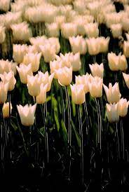 Chrysanthemums, also known as mums, carry several cultural meanings surrounding the death of a loved one. Flowers That Mean Forgiveness Flowers Forgiveness Giving Flowers