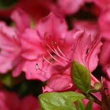 The Christina Azalea Plant Life Cycle Evergreen Flowering Shrubs Flowering Shrubs Azaleas Garden