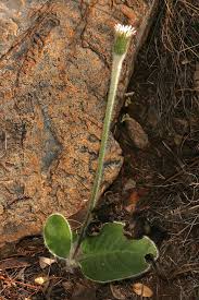 Image result for Gerbera piloselloides