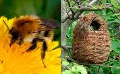 Find the perfect bumble bees hive stock photo. Bumblebee Nest Boxes Don T Work