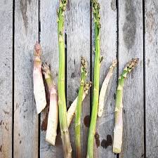 Welches Gemuse Kann Man Fur Den Herbst Im August Saen Gruneliebe Spargel Pflanzen Waldmeister Pilze Zuchten