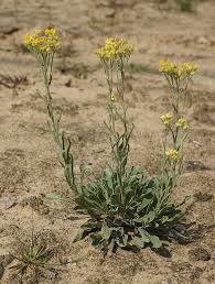 Image result for Helichrysum ellipticifolium