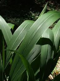 Image result for Setaria poiretiana