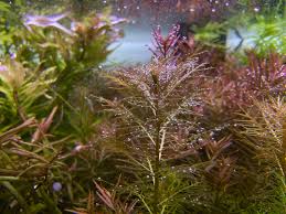 Image result for Nesaea ramosa