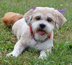 Maybe you would like to learn more about one of these? Indianapolis In Shih Tzu Meet Tierney A Pet For Adoption Pet Adoption Pets Shih Tzu
