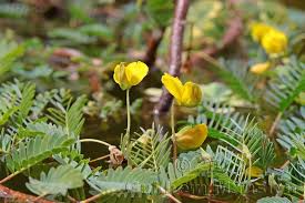 Image result for Aeschynomene fluitans