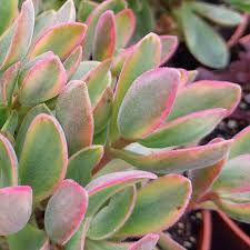 Image result for Crassula granvikii
