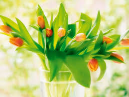 Regalare dei fiori a un'amica per un compleanno o una ricorrenza particolare rappresenta sicuramente un gesto di grande amicizia che può avere diversi significati: Un Fiore Per Ogni Occasione I Fiori Migliori Da Regalare In Base Alla Ricorrenza Donna Moderna