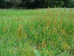 Setaria plants are hardy and half hardy grasses that carry 30 cm (12 inches) long flat leaves. Weed Control Demonstrations County Agent Weed Control Studies