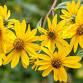 Wildflowers and Wetlands at Pinson Mounds