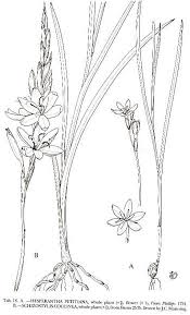 Image result for Hesperantha petitiana