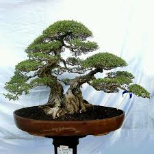 Vom privaten vorgarten bis zum pool, vom familiengarten bis zur wohnüberbauung: Bonsai Gl Zufrieden Lederjacke Hohe Schuhe Lfl Spiegel Girl Beauty Insta Picture Freudig Auf Samstag Einen Sch Son Bonsai Baum Bonsai Pflanzen