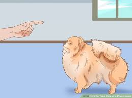 How To Take Care Of A Pomeranian With Pictures Wikihow