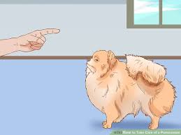 how to take care of a pomeranian with pictures wikihow