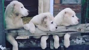 Alabay Turkmen Coban Kopegi Alabai Shepherd Dog