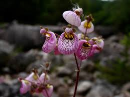 Image result for Calceolariaceae