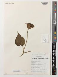 Image result for Ipomoea involucrata