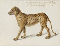 Granted there are some related books on drawing animals but these aren't always enough. The National Gallery Of Ireland Presents An Exhibition Of Animal Drawings And Paintings By Dutch Artist Frans Post 1612 1680 National Gallery Of Ireland