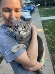 Two young male cats need homes in Lenexa, Kansas