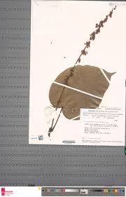 Image result for Manniophyton