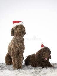 Our australian labradoodle ceramic coffee mugs come in two sizes (11 oz. 264 Funny Australian Christmas Photos Free Royalty Free Stock Photos From Dreamstime
