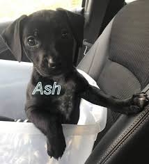 Puppies for rescue in nc. Halfway House Animal Rescue Salisbury North Carolina
