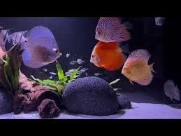 How Many Discus In A 75 Gal? - General Discussion - C.A.R.E.